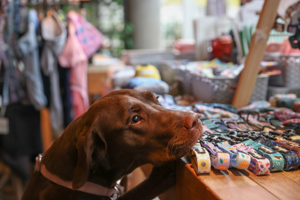 Labrador Cafe by POP+BARK London 2023 – OFFICIAL POP+BARK