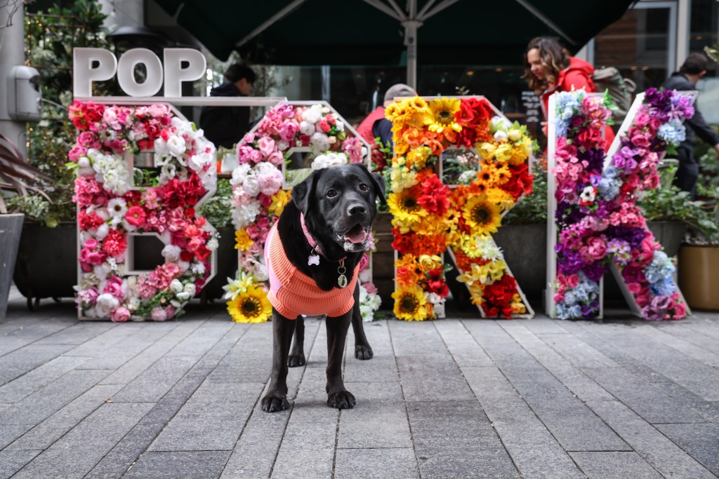 Labrador Cafe by POP+BARK London 2023 – OFFICIAL POP+BARK