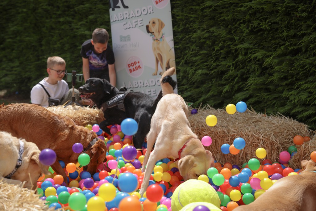 Labrador Cafe at Down Hall 2024 – OFFICIAL POP+BARK