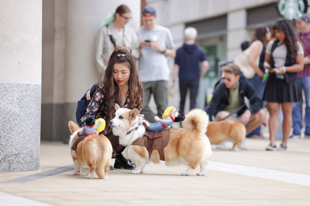 Corgi Rodeo Corgi Cafe London – Rodeo – OFFICIAL POP+BARK
