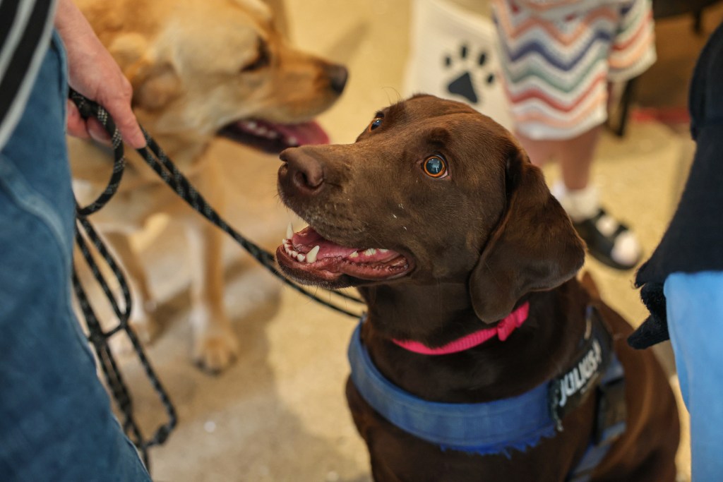 Labrador Cafe London Easter 2025 – OFFICIAL POP+BARK